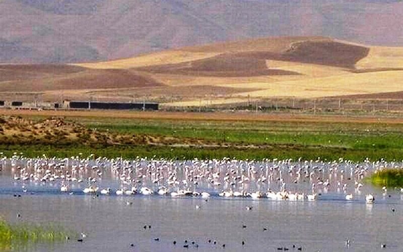 لەنێوبردنى ١٢ هێکتار لە تاڵاوى درگەى نەغەدە بە هۆى ئاگرتێبەردانییەوە 1 talab naghdeh
