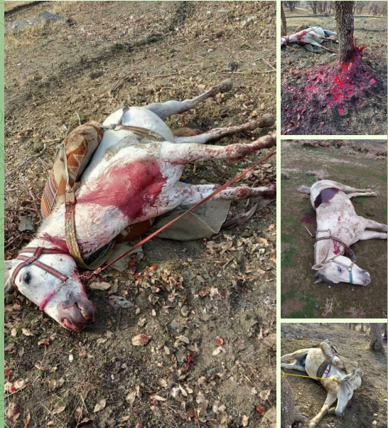 کشتار ده‌ها راس اسب کاسبکاران در نوارمرزی بانە+تصاویر
