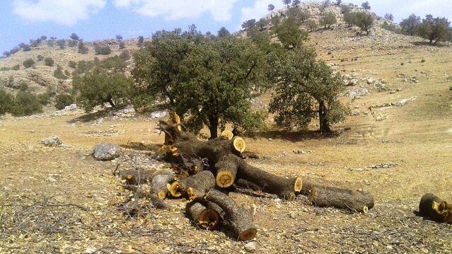 تخریب جنگل‌های کردستان و قاچاقبران حکومتی
