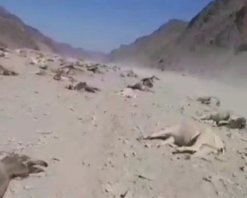 کشته شدن صدها راس الاغ توسط نیروهای سپاه پاسداران+ویدیو
