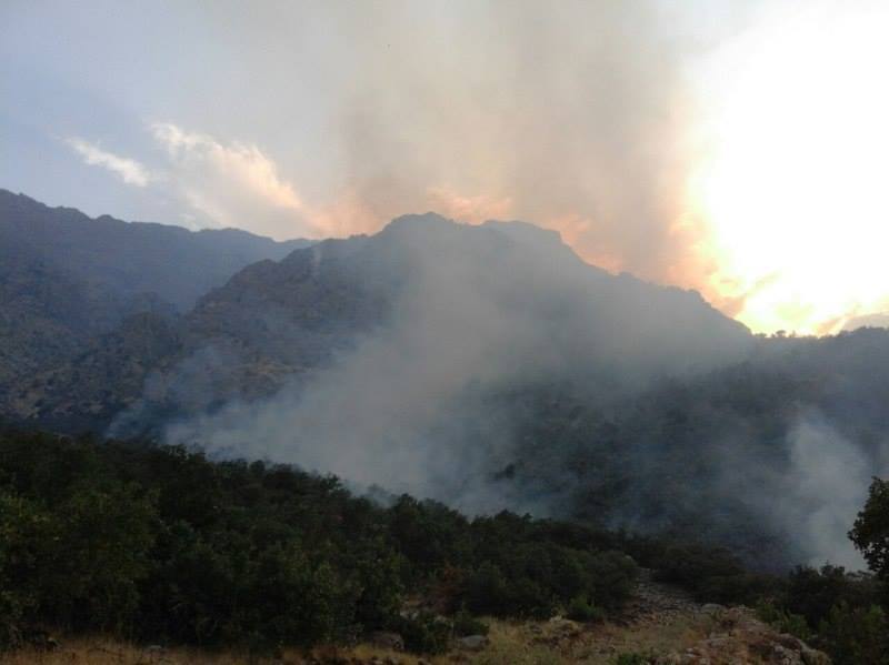 محیط زیست؛ تخریب ۶۰۰ هکتار از جنگل‌های مریوان در پی آتش‌سوزی‌های یک ماه اخیر